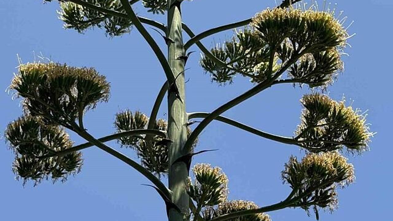 30 Yılda Bir Açan Sabır Çiçeği Görenleri Büyülüyor