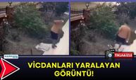 VİCDANLARI YARALAYAN GÖRÜNTÜ!