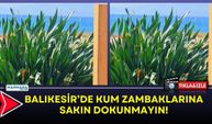 Balıkesir’de Kum Zambaklarına Sakın Dokunmayın!