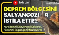 Deprem Bölgesini Salyangozlar İstila Etti!