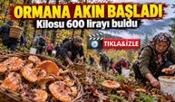 Ormana Akın Başladı