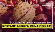 Kestane Alırken Buna Dikkat! İri ve Dolgun Kestanenin Sırrı