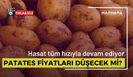 Patateste Hasat Başladı! Fiyatlar Nasıl Etkilenecek?