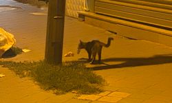 Kedi ile Farenin 20 Dakikalık Kovalamacası