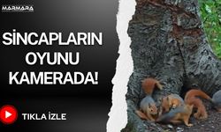 Sincapların Oyunu Kamerada!