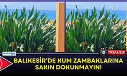 Balıkesir’de Kum Zambaklarına Sakın Dokunmayın!