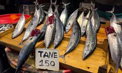750 Gramlık Palamut 150 TL