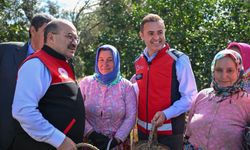 Altınova’da Zeytin Hasadı Başladı: Ahmet Akın Üreticilerle Buluştu