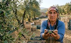 Ağaçlar Zeytin Dolu, Üreticinin Cebi Boş!