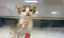 Bandırma'da Şiddete Uğrayan Yavru Kedi Yaşam Mücadelesi Veriyor