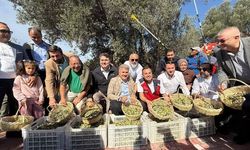 Havran'da Zeytin Hasadı Heyecanı!