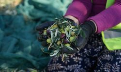 Burhaniye Belediyesi’nde Zeytin Hasadı Başladı!