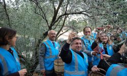 Balıkesir Üniversitesinde Zeytin Hasat Şenliği