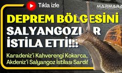 Deprem Bölgesini Salyangozlar İstila Etti!