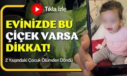 Evinizde Bu Çiçek Varsa Dikkat!