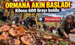 Ormana Akın Başladı