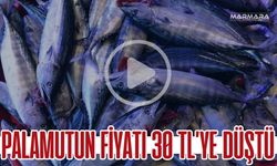 Palamutun Fiyatı 30 TL’ye Düştü