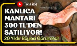 Kanlıca Mantarı 300 TL'den Satılıyor!