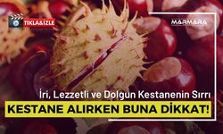 Kestane Alırken Buna Dikkat! İri ve Dolgun Kestanenin Sırrı