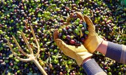 Edremit’te Zeytin Hasadı