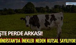 Hindistan’da İnekler Neden Kutsal Sayılıyor?