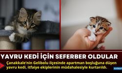 Yavru Kedi İçin Seferber Oldular