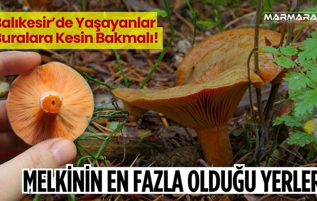 Balıkesir'de Melki Mantarı Nerede Bulunur? İşte İlçe İlçe En Çok Çıktığı Yerler…