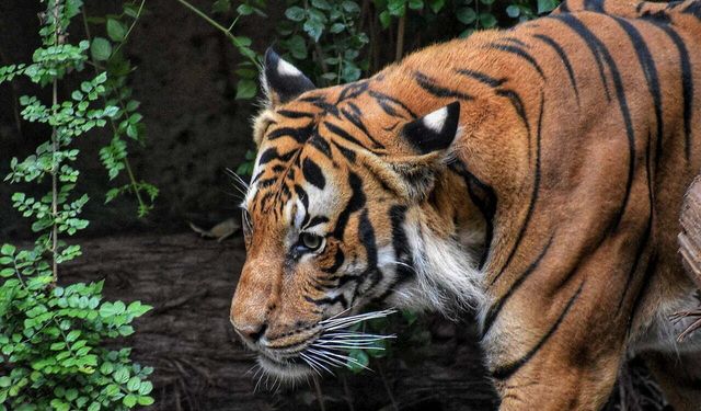 Vahşi doğada çekilmiş kedi fotoğrafları