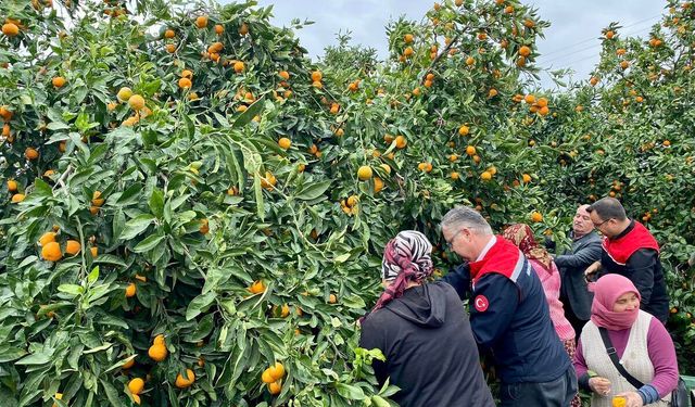 Havran Emeğin Meyvesini Topluyor