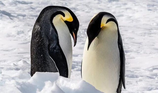Büyük Sır Ortaya Çıktı: Penguenler Aslında Yok Olmuş!