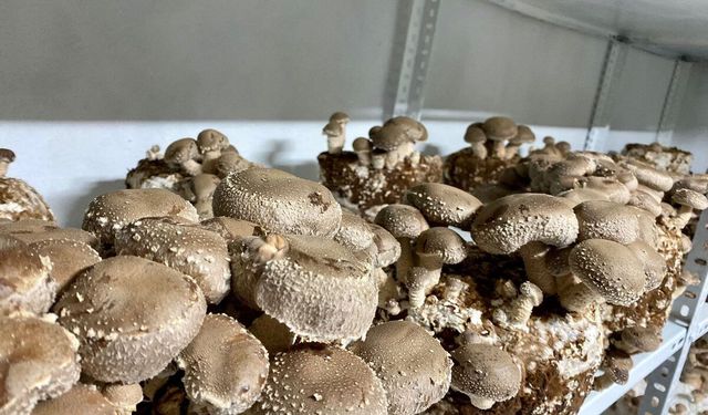 Balıkesir’den Dünya Sofralarına: Egzotik Mantarların Hasadı Başladı!