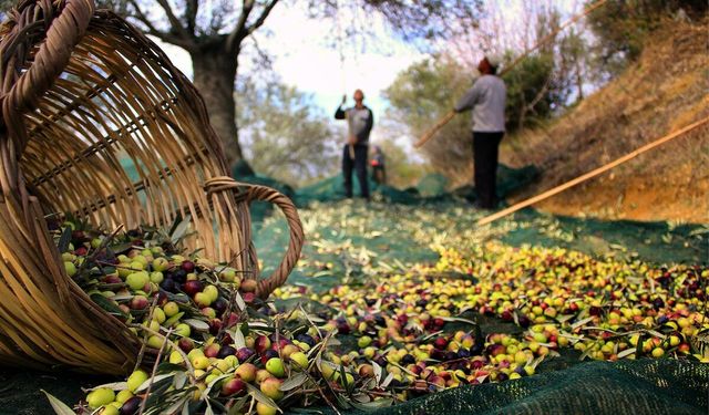 Edremit’te Hayatın İçinden: Gelenekler ve Günlük Yaşamın İzleri