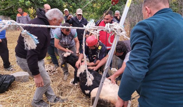 Buzağı Su Kuyusuna Düştü