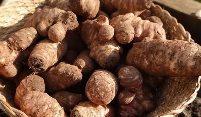 Bir Kez Deneyen Vazgeçemiyor! Hem Tok Tutuyor Hem Besliyor