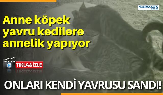Anne Köpek Yavru Kedilere Annelik Yapıyor