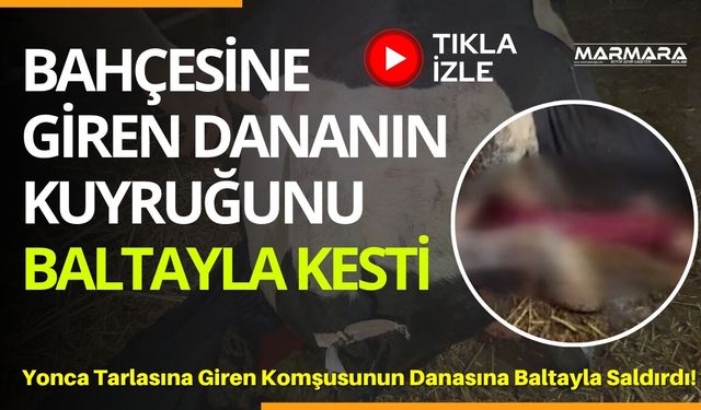 Bahçesine Giren Dananın Kuyruğunu Baltayla Kesti!