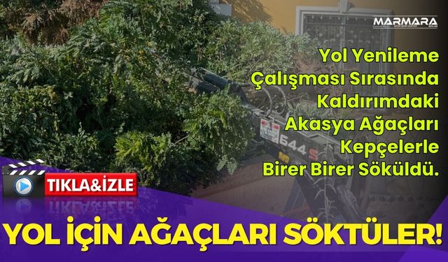 Yol Yenileme Uğruna Ağaçları Birer Birer Söktüler!