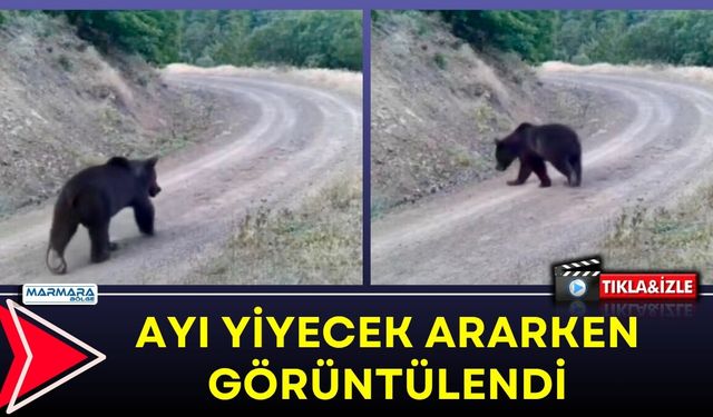 Ayı Yiyecek Ararken Görüntülendi