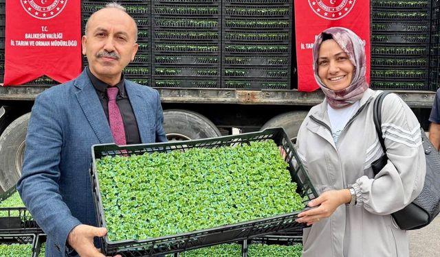 Üreticiye 500 Bin Marul Fidesi Desteği