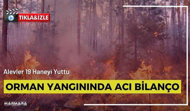 Orman Yangınında Acı Bilanço