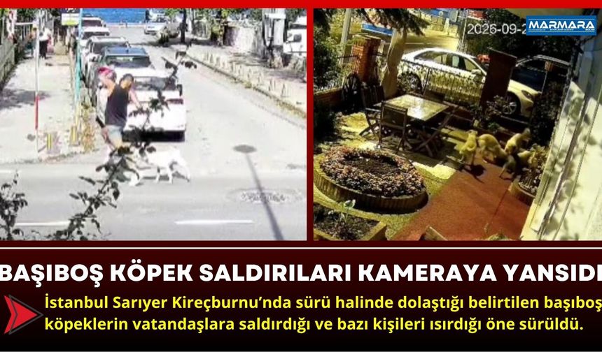 Başıboş Köpek Saldırıları Kameraya Yansıdı