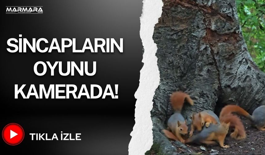 Sincapların Oyunu Kamerada!