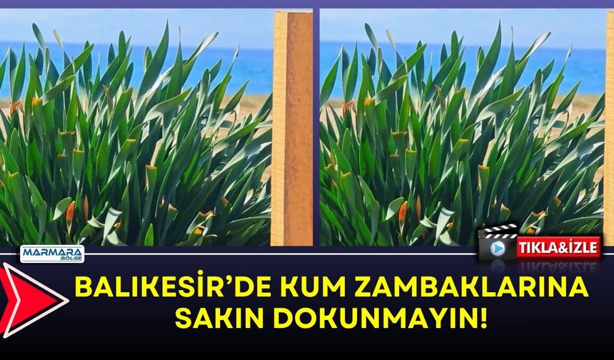 Balıkesir’de Kum Zambaklarına Sakın Dokunmayın!