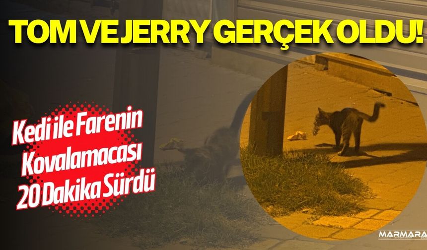 Kedi ile Farenin 20 Dakikalık Kovalamacası