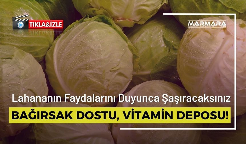 Bağırsak Dostu, Vitamin Deposu Lahanada Hasat Zamanı