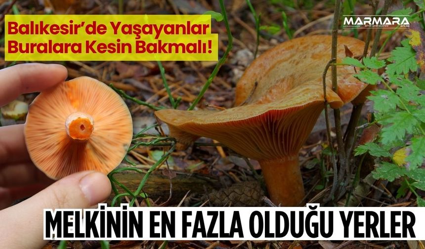 Balıkesir'de Melki Mantarı Nerede Bulunur? İşte İlçe İlçe En Çok Çıktığı Yerler…