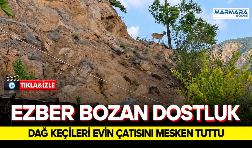 Ezber Bozan Dostluk