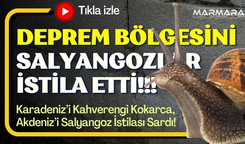 Deprem Bölgesini Salyangozlar İstila Etti!