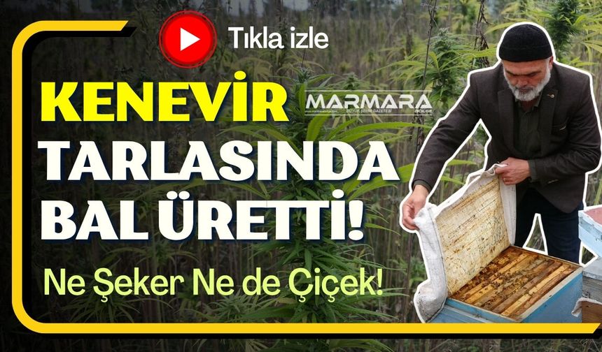 Kenevir Tarlasında Bal Üretti!