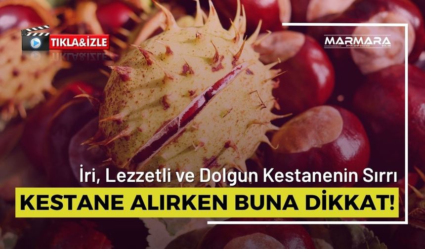 Kestane Alırken Buna Dikkat! İri ve Dolgun Kestanenin Sırrı